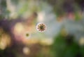 Detail of green heads of opium poppy growing in the field, agriculture, harvest, sunny summer day. Royalty Free Stock Photo