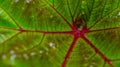 Detail of green leaf with red bone. natural texture background