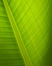 Detail green leaf with sunny light Royalty Free Stock Photo