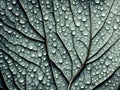 Detail on green leaf with veins and water droplets Royalty Free Stock Photo