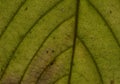 Detail of a green leave in autumn