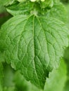 Detail green leaves of Ageratum conyzoides Royalty Free Stock Photo