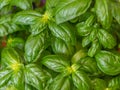 Detail of green leaves of Italian basil Royalty Free Stock Photo