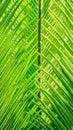 Detail of green leaves of palm tree Royalty Free Stock Photo