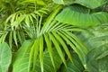 Detail green leaves in tropical garden. Alocasia macrorrhizos in Guatemala Royalty Free Stock Photo
