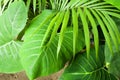 Detail green leaves in tropical garden. Alocasia macrorrhizos in Guatemala Royalty Free Stock Photo