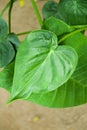 Detail green leaves in tropical garden. Alocasia macrorrhizos in Guatemala Royalty Free Stock Photo