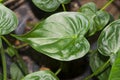 Detail green leaves in tropical garden. Alocasia macrorrhizos in Guatemala Royalty Free Stock Photo