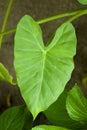 Detail green leaves in tropical garden. Alocasia macrorrhizos in Guatemala Royalty Free Stock Photo