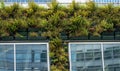 Modern building with living wall, vertical gardening and urban greening in the city