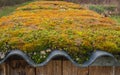 Detail of green, living roof with moss, selective focus Royalty Free Stock Photo