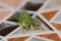 Detail of green locust