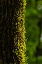 Detail of green moss on the trunk. Royalty Free Stock Photo