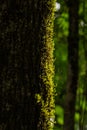 Detail of green moss on the trunk. Royalty Free Stock Photo