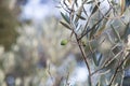 Detail of Green Olive Tree Branch