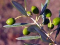 Green Olives Ripening on Home Garden Tree Royalty Free Stock Photo