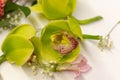 Detail of a green orchid flower ideal for floral decoration of an event or wedding Royalty Free Stock Photo