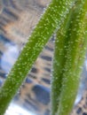 Detail of a green part of flower in water with air bubbles