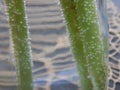 Detail of a green part of flower in water with air bubbles