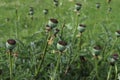 Detail of green poppy heads growing in a field. Royalty Free Stock Photo