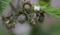 Detail of a green raspberry fruit on a branch