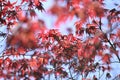 Detail of green and red leaves of Japanese maple tree in Spring bloom, acer palmatum Royalty Free Stock Photo