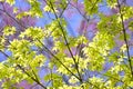 Detail of green and red leaves of Japanese maple tree in Spring bloom, acer palmatum Royalty Free Stock Photo