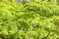 Detail of green and red leaves of Japanese maple tree in Spring bloom, acer palmatum Royalty Free Stock Photo