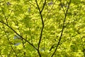 Detail of green and red leaves of Japanese maple tree in Spring bloom, acer palmatum Royalty Free Stock Photo