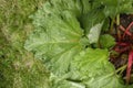 Detail of green rhubarb plant green leaves Royalty Free Stock Photo