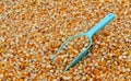 Green scoop on many dried corn seed for background