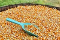 Green scoop on many dried corn seed for background