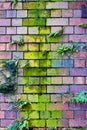 Green Slime Mould Growing on Exterior Brick Wall