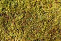 Detail of green sphagnum moss plants on a fallen log