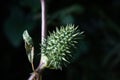 Detail of green spiky jimsonweed, thorn apple or devil`s snare plant growing in nature on a dark moody blurred background