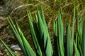 Detail of green spiky leaves of Yucca plant called Adam`s Needle or Weak-leaf Yucca, latin name Yucca Flaccida, in summer afternoo Royalty Free Stock Photo