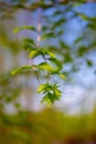 Detail of a green sprout of a Metasequoia