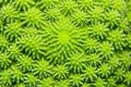 detail of a green star polyps coral surface Royalty Free Stock Photo