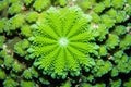 detail of a green star polyps coral surface Royalty Free Stock Photo