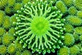 detail of a green star polyps coral surface Royalty Free Stock Photo