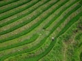 Detail of the green terraced paddy in south China with a peasent working on the field. Royalty Free Stock Photo