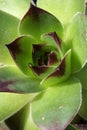 Detail of green to violet tufted leaves of succulent houseleek plant