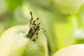 Detail of a green tomatoe.. Royalty Free Stock Photo