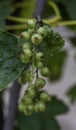 Detail of an unripe currant fruit