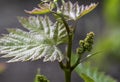 Detail of a green vine flower and leaf Royalty Free Stock Photo