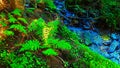 detail from green woodland forest with mountain river Royalty Free Stock Photo