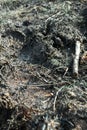 Detail of grey, brown mud on the ground: footprints and wet grass Royalty Free Stock Photo