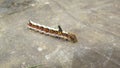 Detail of a Grey Dagger Moth Caterpillar Acronicta psi