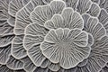 detail of grey mushroom coral texture