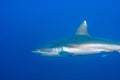Detail of a grey reef shark Carcharhinus amblyrhynchos Royalty Free Stock Photo